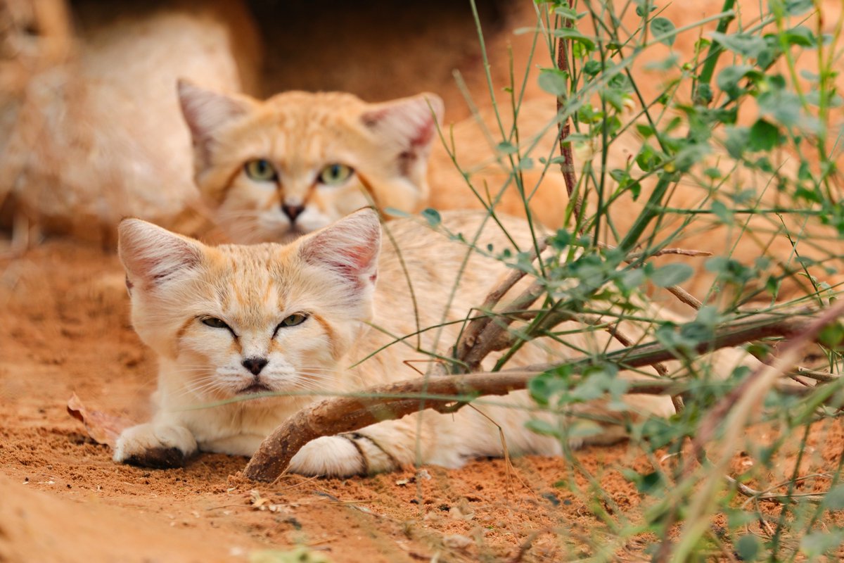 Барханный кот арабский пустынный кот