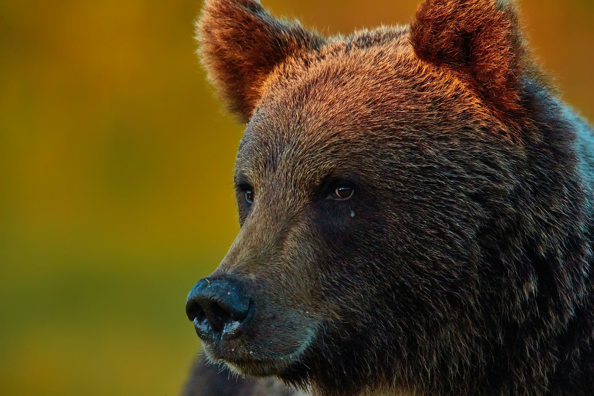 Уши бурого медведя