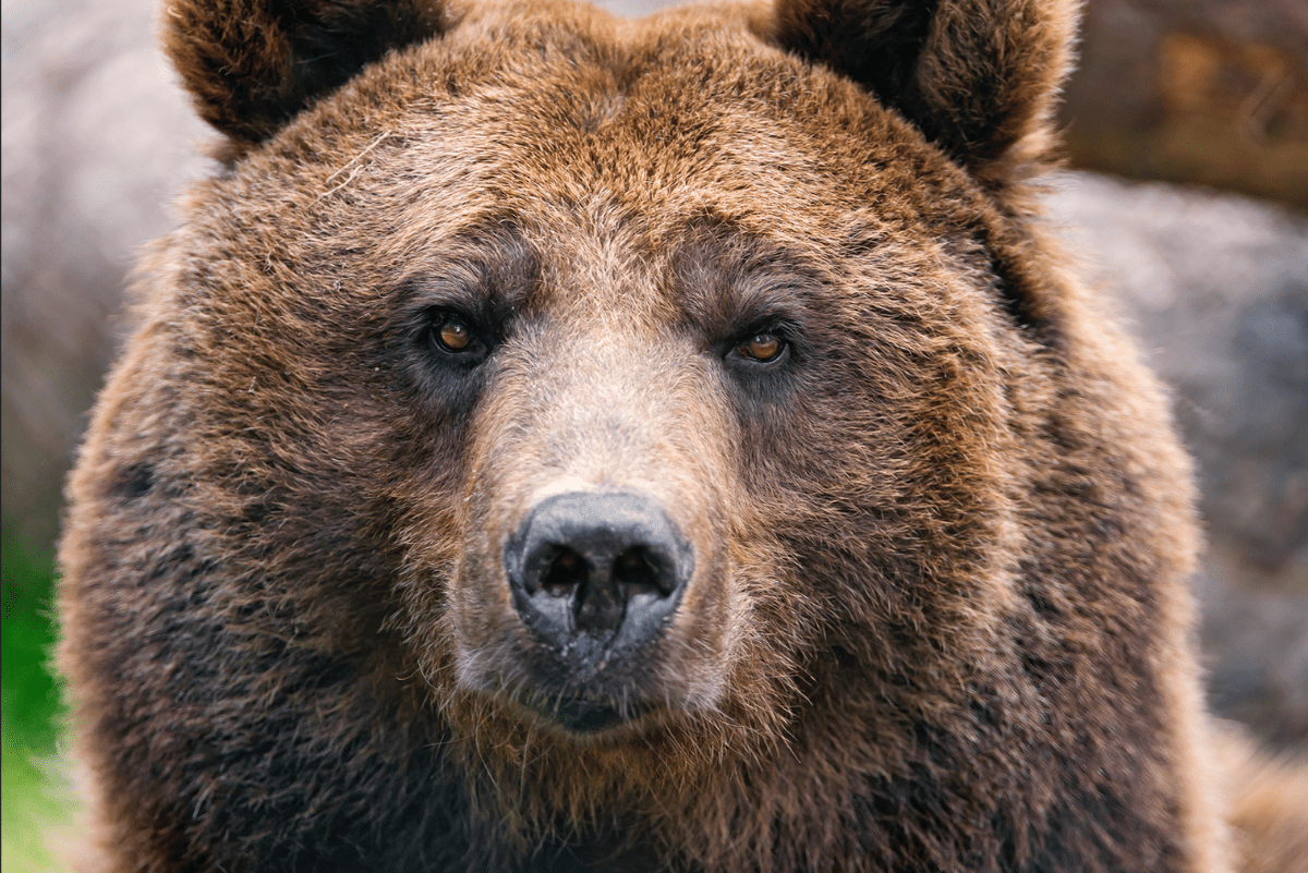 Морда медведя