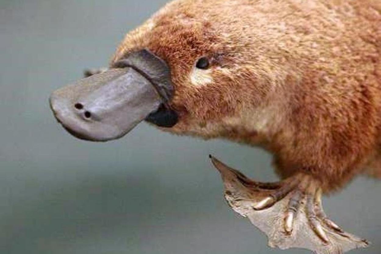 Утконос животное Австралии