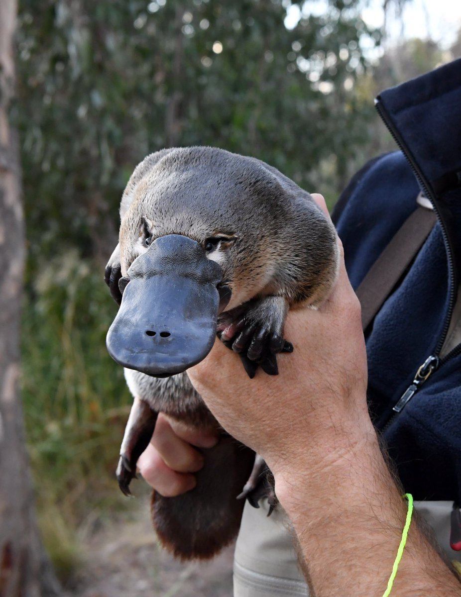 Животный мир Австралии Утконос