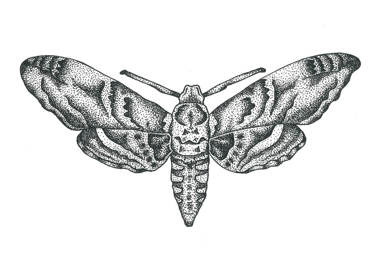 Раскраска бабочка Бражник олеандровый