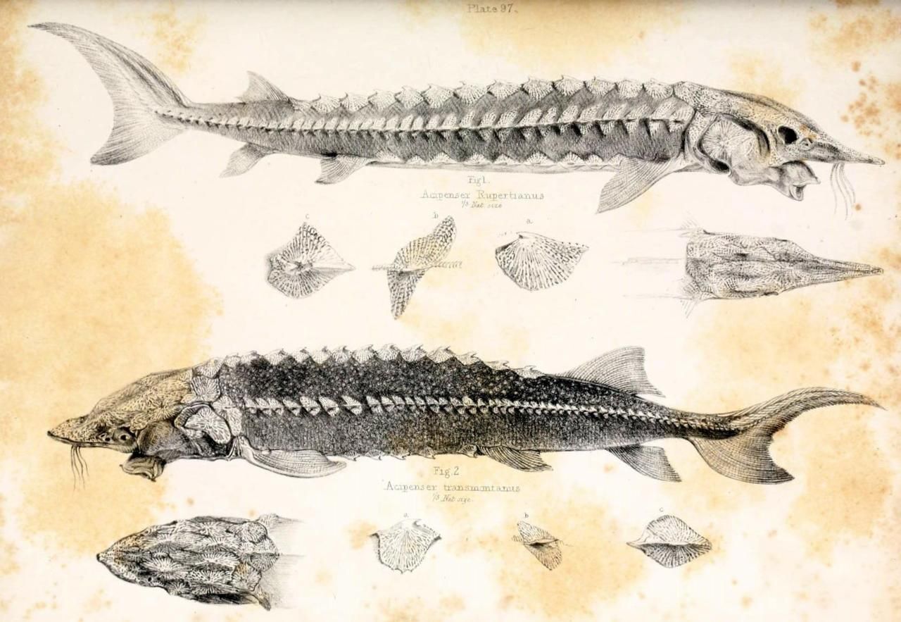 Строение скелета осетровых рыб