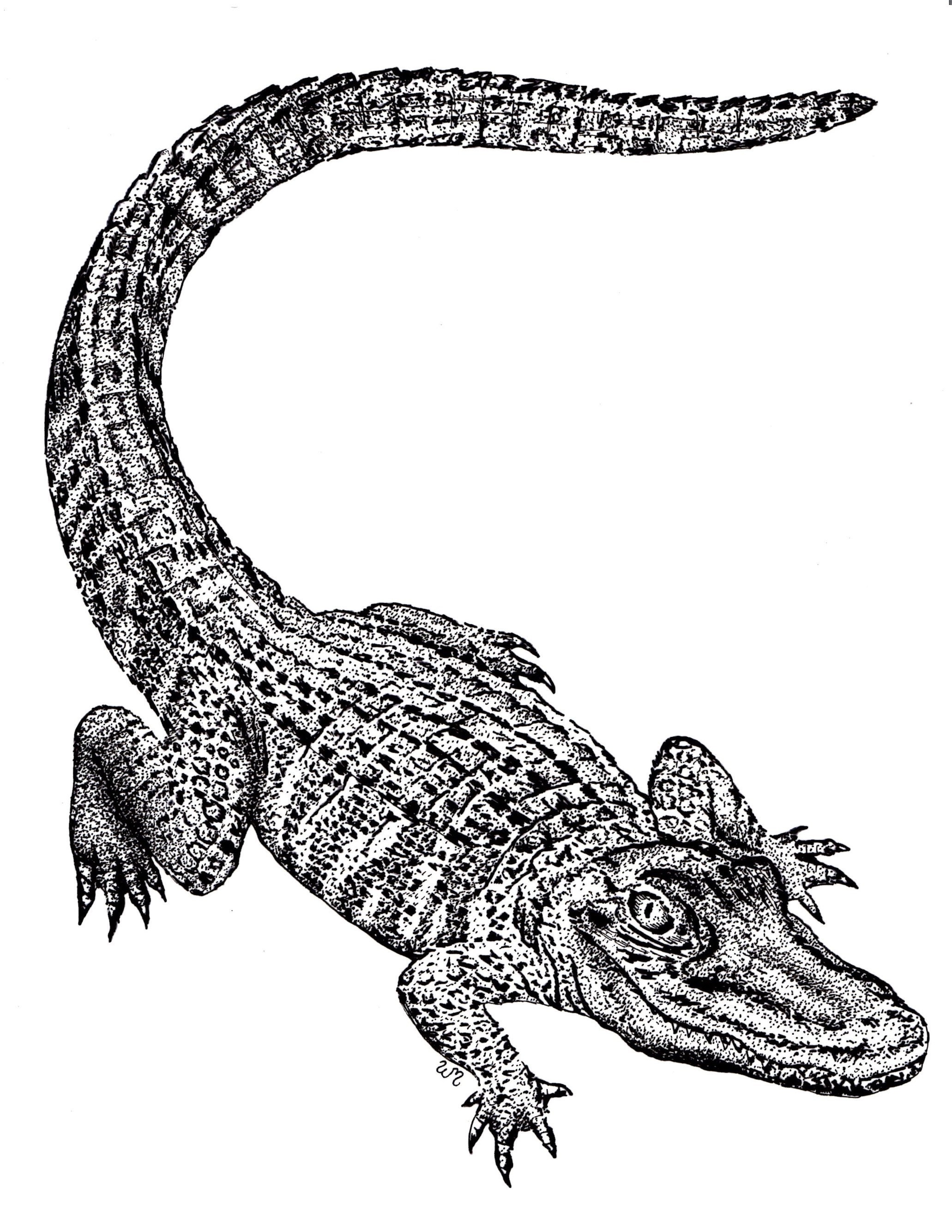 Крокодил на белом фоне
