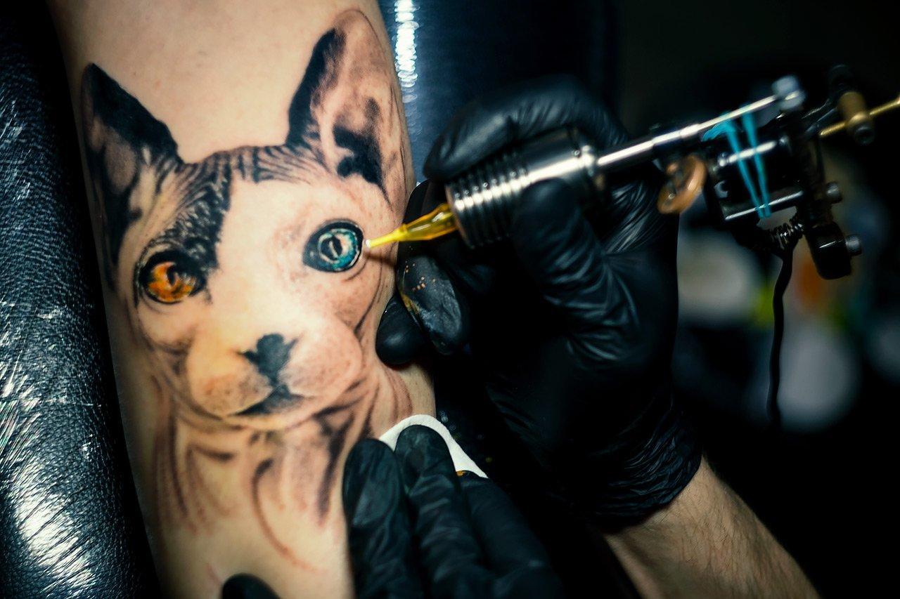 Кот татуировщик