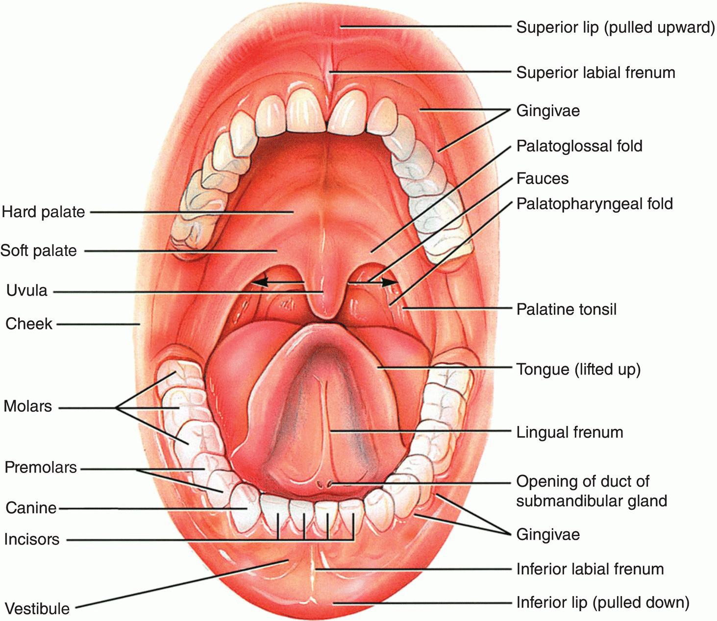 Tongue fight