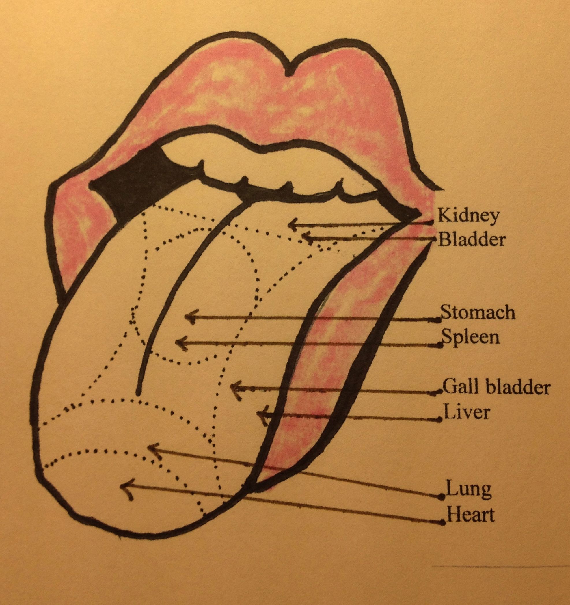 Анатомия языка поверхности