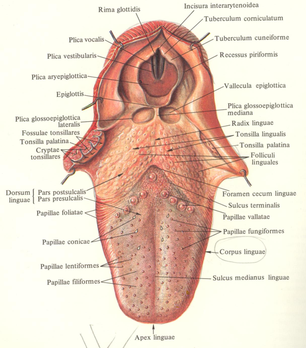 Сосочки языка анатомия латынь