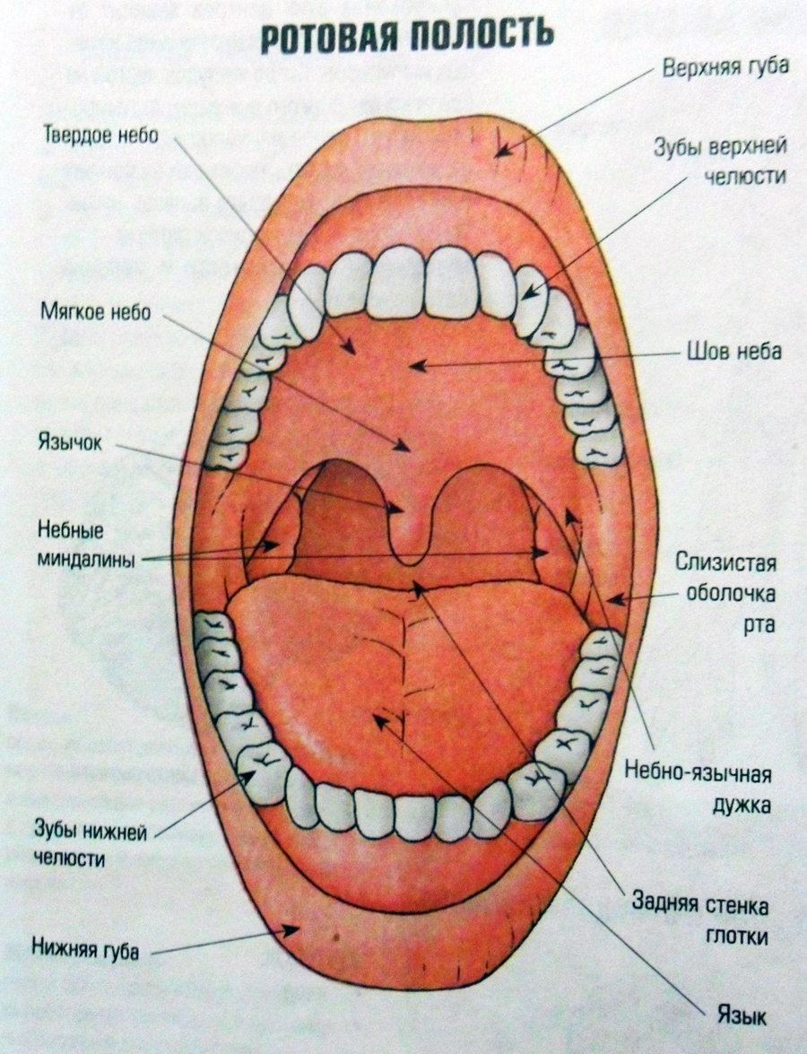 Анатомическое строение ротовой полости человека