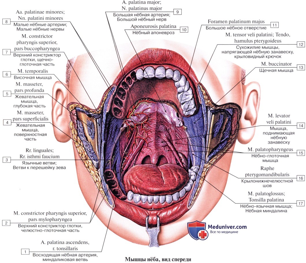 проекции органов на языке картинки