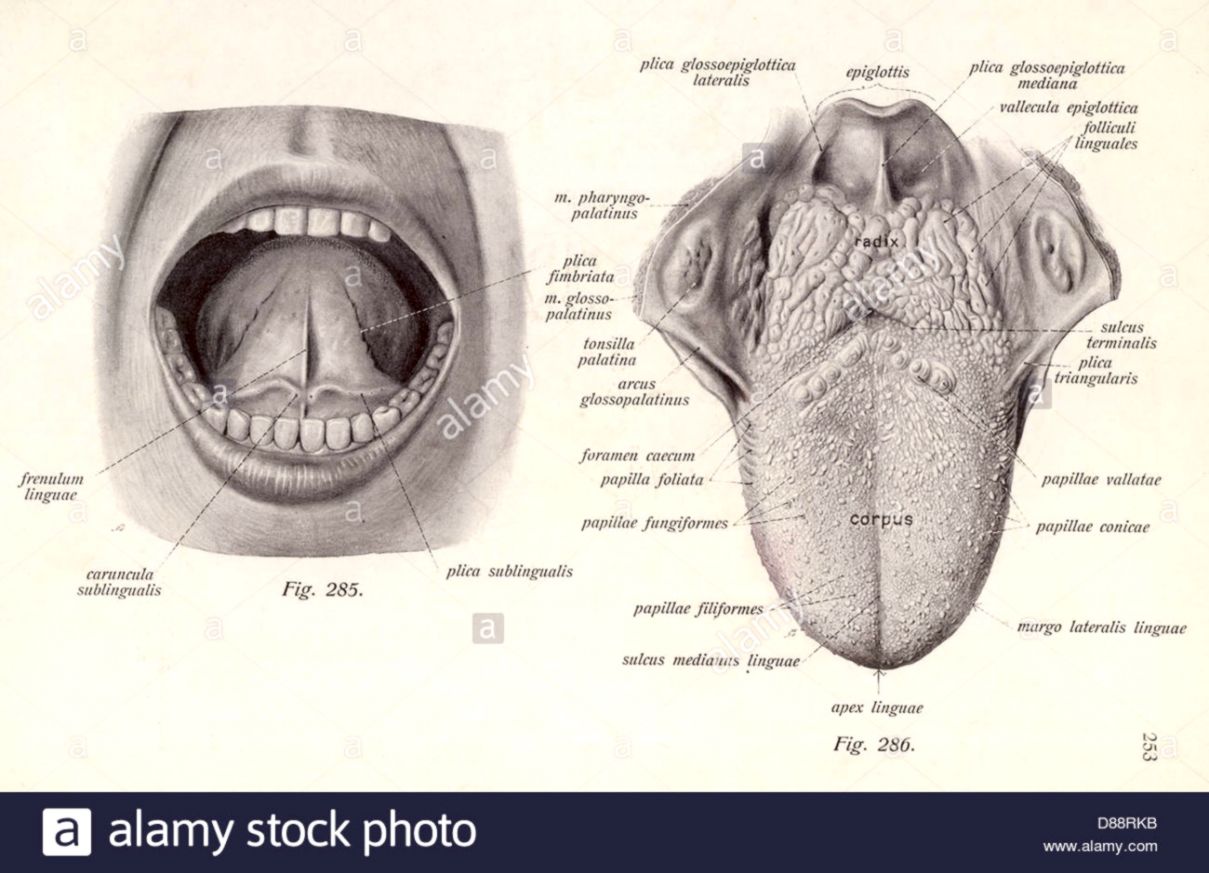 Plica glossoepiglottica анатомия рисунок язык