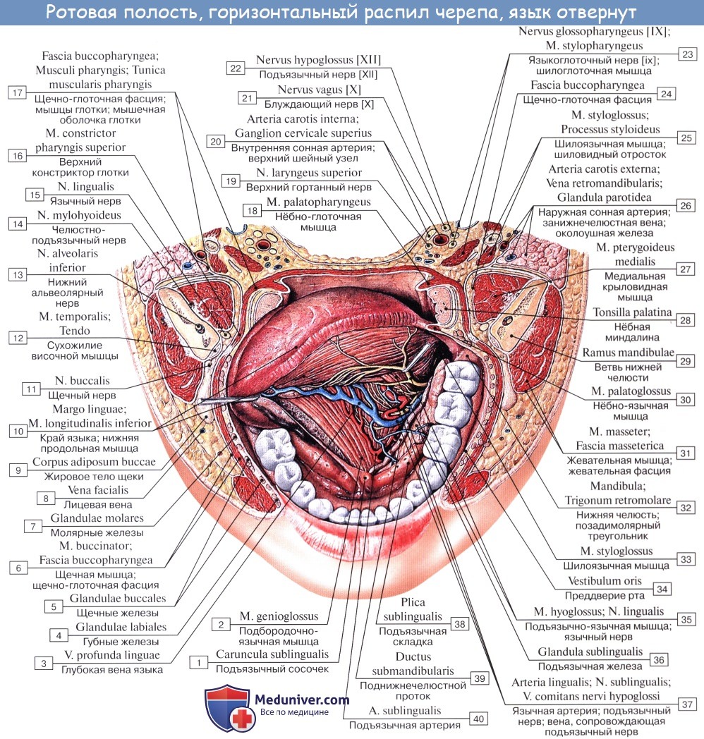 Дно полости рта анатомия строение