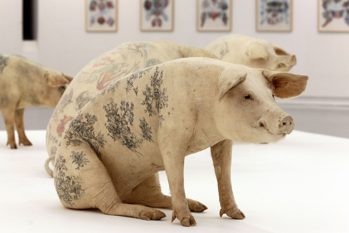 Фото татуированной свиньи