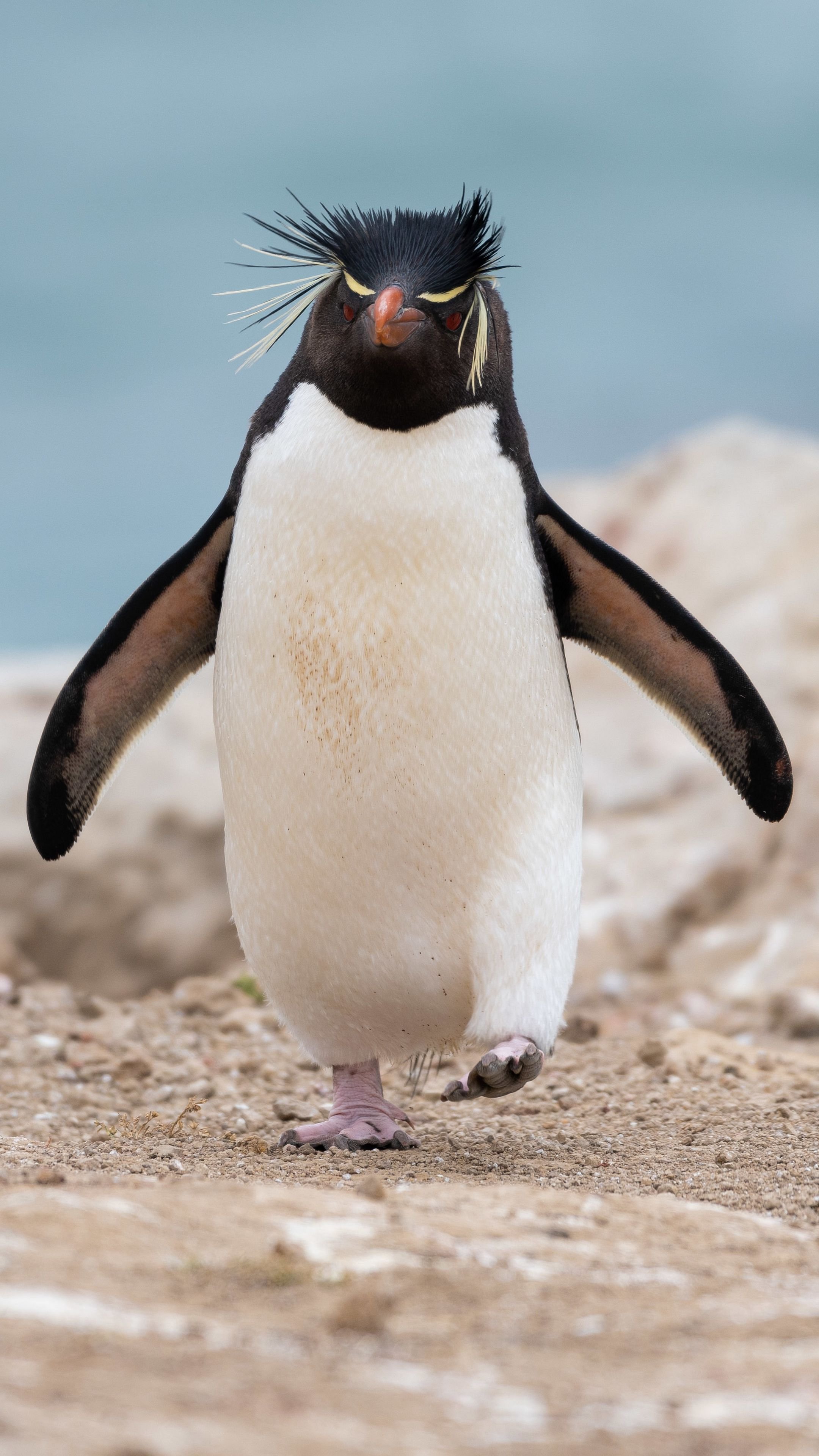 Пингвин Rockhopper