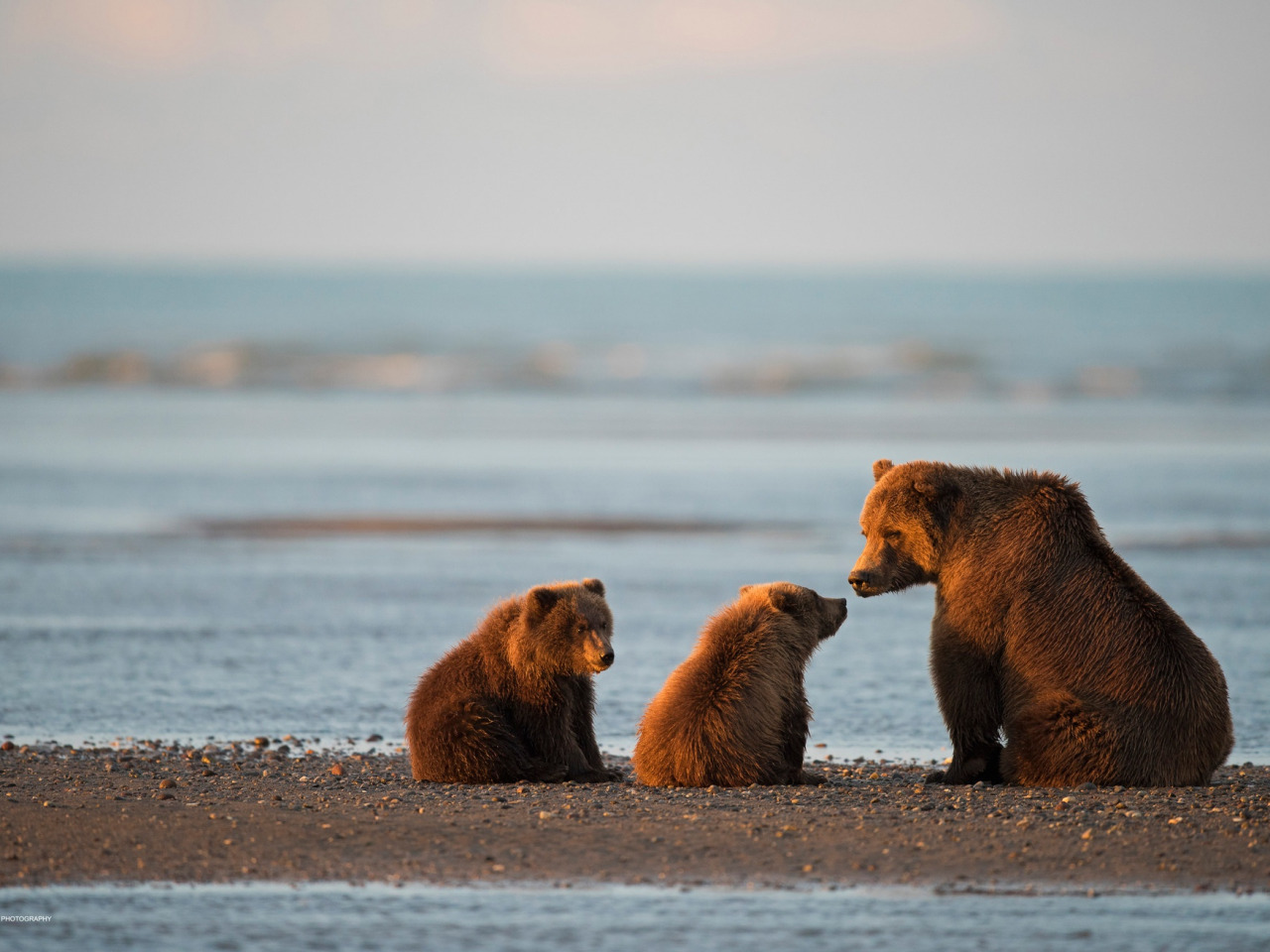 медведи на пляже