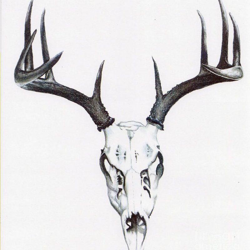 Deer Skull Tattoos Hunting Drawing.